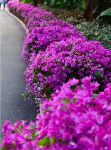 花海网红打卡地文案,探寻网红花海的浪漫瞬间